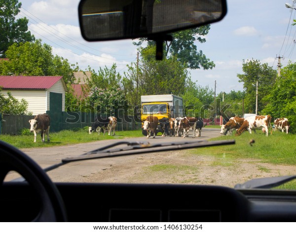 A
herd of cows blocked the road. The truck can not drive. View from
the back seat of the car on the street in the
village.