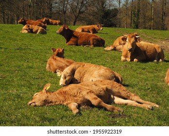 herd of cows and calves lying and sleeping in the field