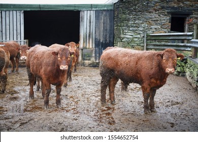 Herd Of Cows, Cattle, Livestock, On A British Farm In Wales, UK