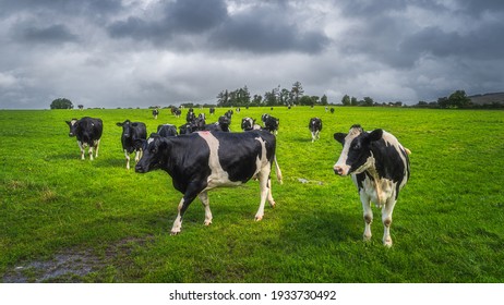 Herd of cows or cattle on fresh green field or pasture with dark, moody sky in background. Curious cow looking at camera, County Tipperary, Ireland