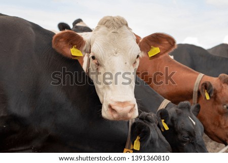 Herd of cows, close-up image of  head of one cow nosy looking up, red and black and white pied; in the middle of a group of cows.