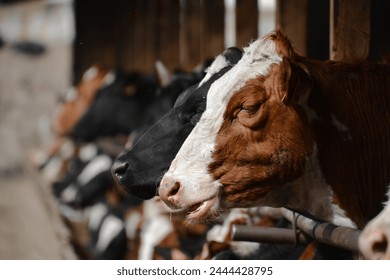 a herd of cows in a cooperative eats