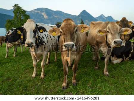 Herd of cows. Cow in alpine meadow. Cattle in green field. Cow in meadow. Pasture for cattle. Cow in the countryside. Cows graze on summer meadow. Rural landscapes with cows. Cows in a pasture.