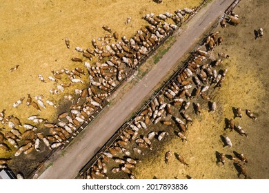 A Herd Of Cows At A Dairy Farm. Aerial View