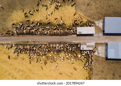 A Herd Of Cows At A Dairy Farm. Aerial View