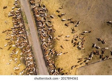 A Herd Of Cows At A Dairy Farm. Aerial View