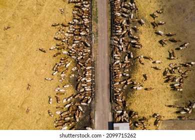 A Herd Of Cows At A Dairy Farm. Aerial View