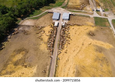 A Herd Of Cows At A Dairy Farm. Aerial View