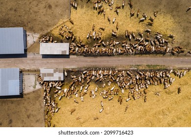 A Herd Of Cows At A Dairy Farm. Aerial View