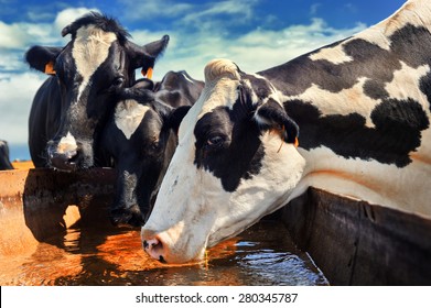 Herd of cows drinking water. Agricultural concept  
