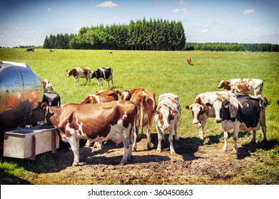 Herd of cows drinking water at summer field. Agricultural concept