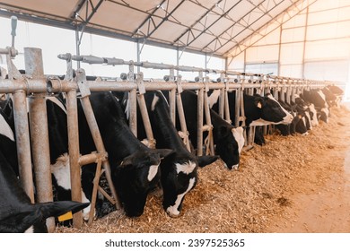 Herd of cows eating hay in cowshed on dairy farm in barn with sunlight. Concept agriculture industry, farming and livestock. - Powered by Shutterstock