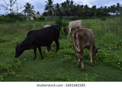 A herd of cows eats grass in the field.