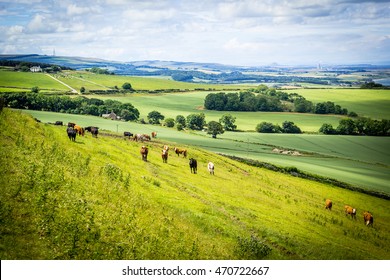 A Herd Of Cows In A Field In Scotland,Scottish Summer Landscape, East Lothians, Scotland, UK