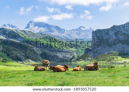 Herd of cows at the foot of the imposing Picos de Europa in front of Lake Ercina. Photograph taken in the Lakes of Covadonga, Asturias, Spain.
