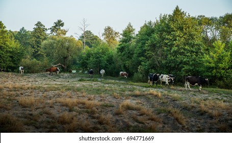A herd of cows in the forest.