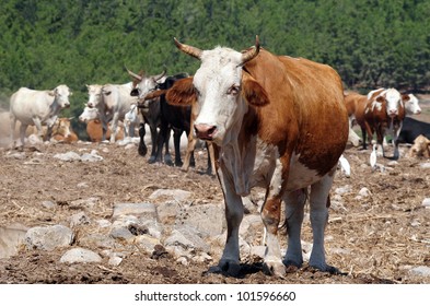 1,092 Cow israel Images, Stock Photos & Vectors | Shutterstock