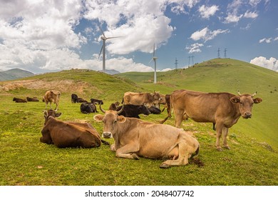 A Herd Of Cows Graze On A Farm Against The Background Of Modern Wind Turbines. The Concept Of Carbon Dioxide And Methane Release And Climate Warming