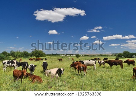 Herd of cows graze on the open green meadows at spring day Сток-фото © 