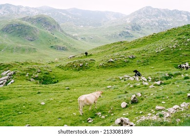 A herd of cows grazes on green hilly meadows in the mountains of Montenegro. Durmitor National Park, Zabljak. The cows are nibbling the grass.