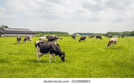 Herd of cows grazes quietly in the meadow. The stable building is visible in the background. The photo was taken on a cloudy day in the spring season in the Dutch province of North Brabant.