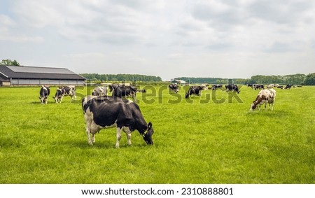 Herd of cows grazes quietly in the meadow. The stable building is visible in the background. The photo was taken on a cloudy day in the spring season in the Dutch province of North Brabant.