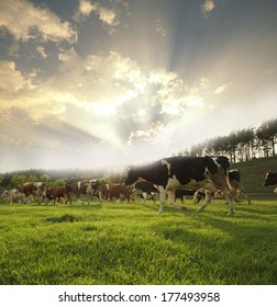 Herd Of Cows Grazing In Meadow 