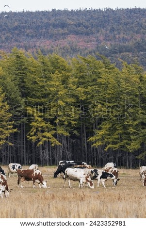 A herd of cows is grazing in a meadow near the forest. Landscape with grazing cattle. Traditional agriculture and animal husbandry in the countryside. Autumn season.