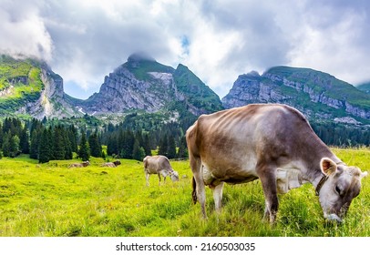 A herd of cows grazing in a mountain meadow. Cow herd on mountain pasture. Cows grazing on meadow grass in mountains. Mountain cow farm pasture scene