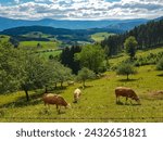 Herd of cows grazing on alpine meadow in Granitztal near St Paul in Lavanttal, Wolfsberg, Carinthia, Austria. Idyllic hills and landscape in Austrian Alps. Peaceful idyllic rural landscape. Small farm