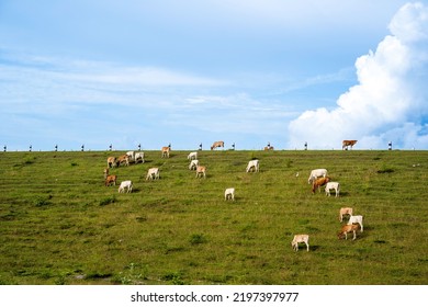 Herd Of Cows Grazing On The Hillside