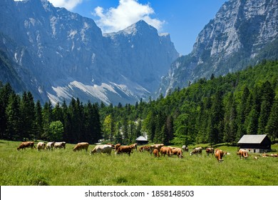 A herd of cows grazing on the pasture with high rocky mountains in the background