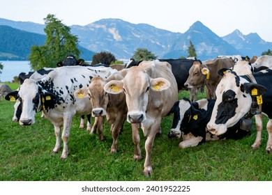 Herd of cows. Cows are grazing on a summer day on a meadow in Switzerland. Cows grazing on farmland. Cattle pasture in a green field. Cows in a field on a eco Cattle farm.