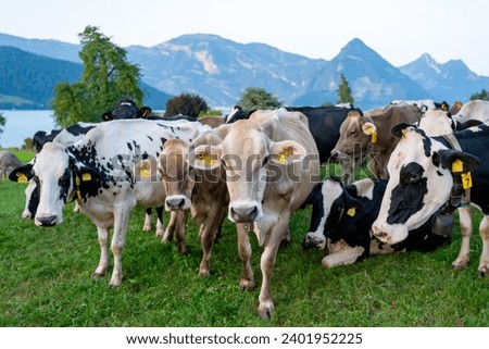 Herd of cows. Cows are grazing on a summer day on a meadow in Switzerland. Cows grazing on farmland. Cattle pasture in a green field. Cows in a field on a eco Cattle farm.