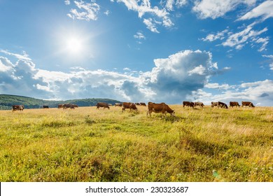 Herd of cows grazing on sunny summer field