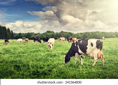 Herde von Kühen Weidegang auf Sommergrünfeld