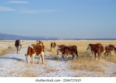 Herd of cows grazing in winter snow field - Powered by Shutterstock