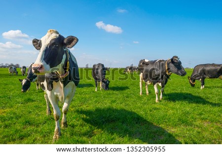 Herd of cows in a green meadow below a blue sky in sunlight in spring