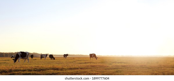 herd of cows in a large meadow at dawn. free grazing in nature - Powered by Shutterstock