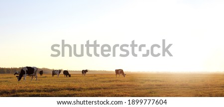 herd of cows in a large meadow at dawn. free grazing in nature