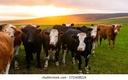 A herd of cows looking at the camera in Orkney countryside at sunset - Shutterstock ID 1715438224