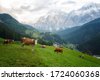 natural pasture cows