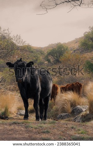 herd of cows in the mountains