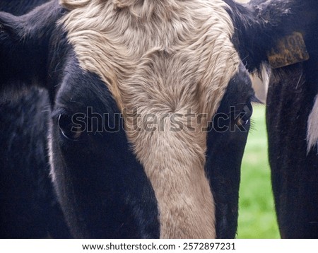 Herd of Cows On A Cloudy Day
