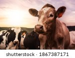 A herd of Cows on a Farm. Sunset Sky. Tillamook County, Oregon, United States.