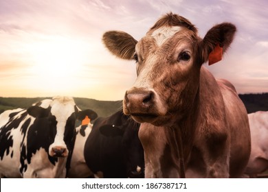 A herd of Cows on a Farm. Sunset Sky. Tillamook County, Oregon, United States.