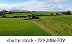 A herd of cows on a fenced green pasture in Ireland, top view. Organic Irish farm. Cattle grazing on a grass field, landscape. Animal husbandry. Green grass field under blue sky