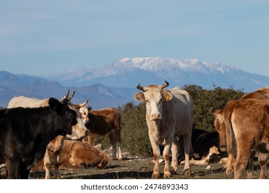 Herd of cows on the free range in the mountains in Greece. Snow-covered mountain tops on background. - Powered by Shutterstock