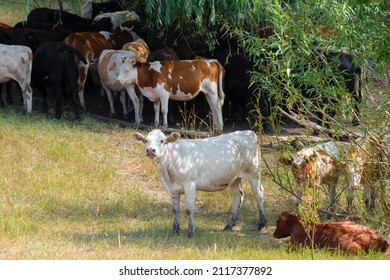 A herd of cows on a hot sunny day are hiding in the shade of trees at the edge of a pond