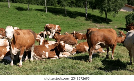 
Herd of cows on a summer green field - Shutterstock ID 2348572693
